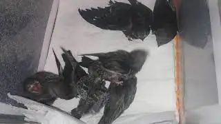 стрижи  20190715 201059