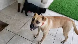 Pixie 17260 Cat Test