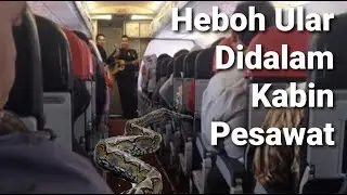 PESAWAT AIR ASIA MENDARAT DARURAT KARENA ADA ULAR DIDALAM KABIN PESAWAT