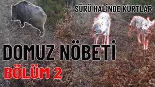 Domuz nöbeti #B2 ÇOK Yaklaştık !!! FOTOKAPAN KURT VE DOMUZ GÖRÜNTÜLERİ