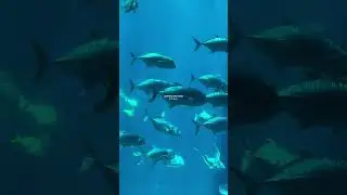Exploring the enchanting realms of the aquarium, my heart dances with joy and my love for marine won