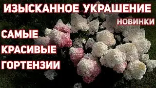 МЕТЕЛЬЧАТЫЕ ГОРТЕНЗИИ, самые неприхотливые, красивые, пышно цветущие сорта. Новинки 2020-2021 года.