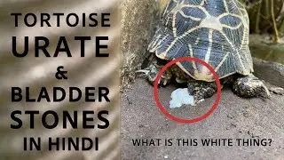Urate क्या होता है? | What is Urate? | Tortoise bladder stones