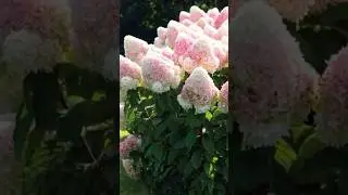 Какие красивые кустарники посадить в саду #дача #огород #сад #garden #цветы #plants