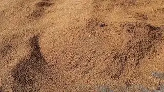 Wormy ile Buğday ekimi