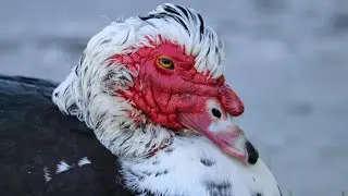 The Muscovy or Barbary #animals #duck #handsome #california #uglyisbeautiful #shorts