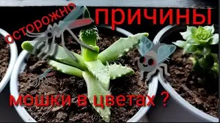 Откуда берутся мошки в цветах,и как предотвратить их появление?