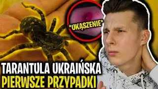 TARANTULA UKRAIŃSKA JUŻ W POLSCE! (Nowy JADOWITY PAJĄK)