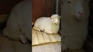 Un bar à moutons à Séoul ?