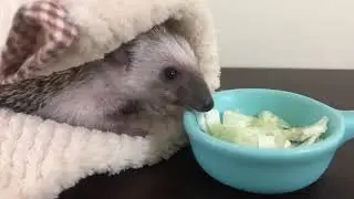愛吃菜的嘎啾