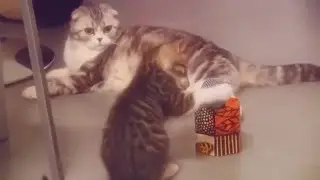 Funny Cute Cats TOP 10