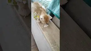 Малыш Жека Стал Кушать 
