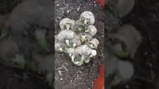 ПОЧЕМУ КАЛЛА ПЕРЕСТАЁТ ЦВЕСТИ ???