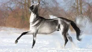 Редкие масти лошади