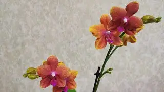 РОЗЫГРЫШ орхидеи с крайнего завоза.. 😊
