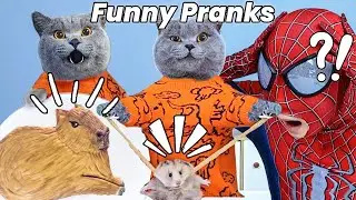 Oscar's Latest Collection Is Full Of Surprises🥳| Oscar‘s Funny World | New Funny Cat Videos 2023