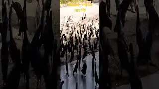রহস্যময় পাখি