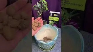 Почему у фикусов облетают листья! Ч1