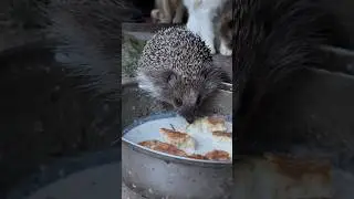 Кот и его друг Ёж пьют молоко 