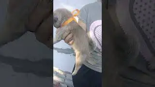 Щенки мопса оранжевая и зелёная лента