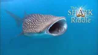 The Shark Riddle Trailer