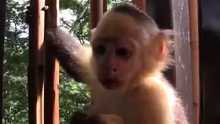 Costa Rica vacation with Sasha: white-faced capuchins