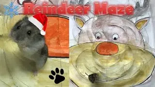 🎅Reindeer Transparent Maze For Hamster Made From Plastic Bottles