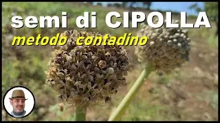 COME FARE I SEMI DI CIPOLLA  (how to make onion seeds, como hacer semillas de cebolla)