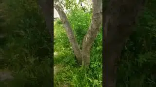 Var olma savaşı, doğanın gücü