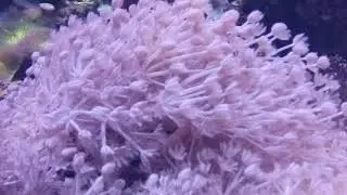 Живые розовые обитатели океанариума 😊