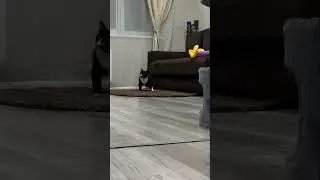 Закружили котика 😅