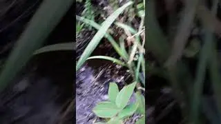 горбатая гора  Забайкальском крае