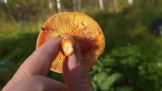 Солнечное осеннее утро. 🌄🌝 Барсик, Грибы рыжики и цветы на даче 🐆🍄🥀.