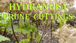 Hydrangeas – How to Prune and take Hardwood Cuttings