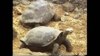 Galapagos und Brasilien 1989