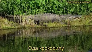 Ода крокодилу