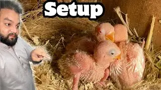 Visit Lovebirds Mutation Breeding setup in Gujranwala