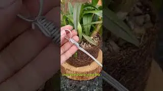 Orquidea Denphal #plantas #plante #jardim #orquidario #orquideas