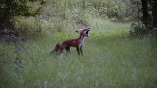 Fox and Dog Playing