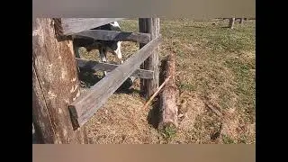 Привязный или вольный выгул КРС?? МОЁ МНЕНИЕ!!!♥️🙏😉👍