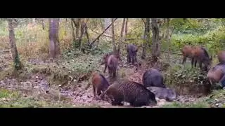 Hunting Camera video