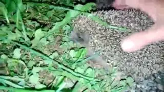 ежик...ежик)))