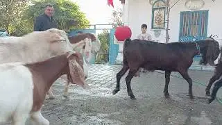 ığdır melekli sanat sokağı