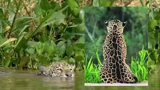 October 2024 - Jaguar