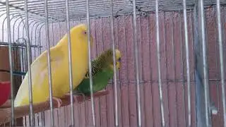 MUHABBET KUŞU ÇİFTLEŞMESİ. BUDGİE MATİNG