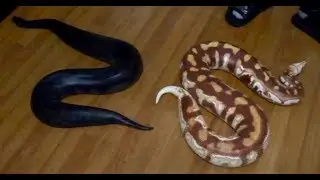 Blood Python VS Sumatran Short Tail Python!