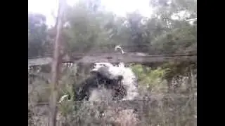 Ostrich doing porn dance (lol)