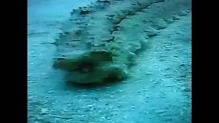 Sea Cucumber Pooping - A Clip from Some 90's Ocean Documentary