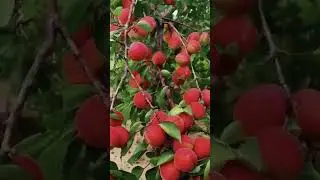 Абрикос Краснощекий саженцы Ростов-на-Дону | City Gardens