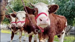 Гуночинои Сементал аз Абдураҳмон арзон Доставка🇹🇯 30 октября 2024 г.